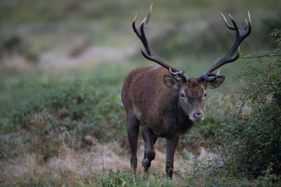 18 cerf bois sec pendant le brame