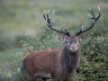 19 cerf bois sec pendant le brame
