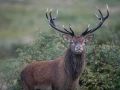 20 cerf bois sec pendant le brame