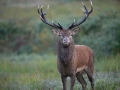 21 cerf bois sec pendant le brame