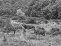 001 pascale stage brame du cerf III 2021