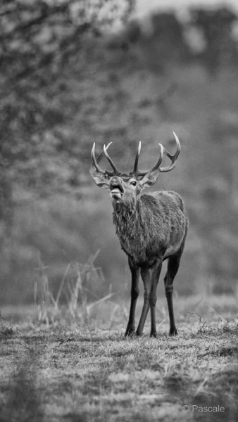 002 pascale stage brame du cerf III 2021