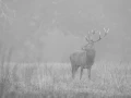 003 annik stage brame du cerf II 2021