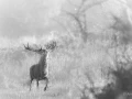 004 annik stage brame du cerf II 2021