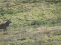 012 remi brame du cerf 2021