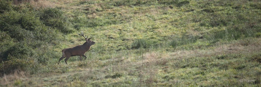 012 remi brame du cerf 2021