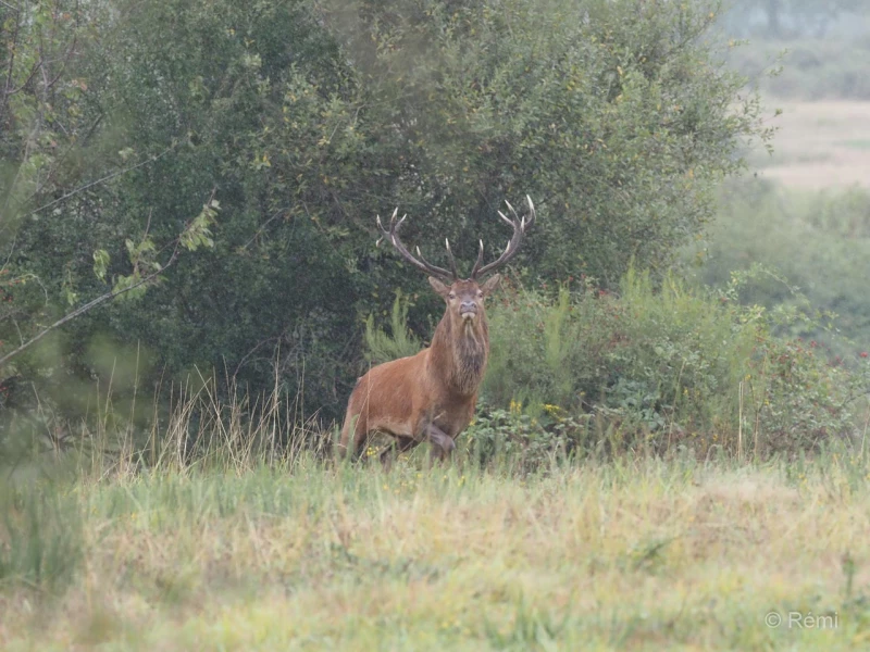 015 remi brame du cerf 2021