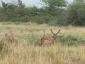 016 remi brame du cerf 2021