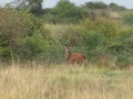 017 remi brame du cerf 2021