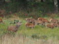 018 remi brame du cerf 2021