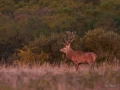 020 remi brame du cerf 2021