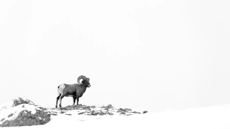 Mouflon du Canada dans la neige au Yellowstone. Photo en noir et