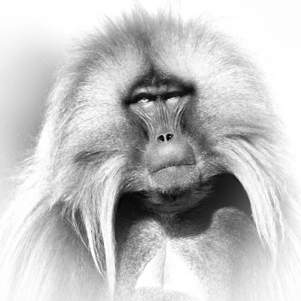 Mâle gelada en Ethiopie. Photo en noir et blanc.