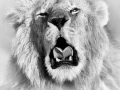 Lion rugissant dans le Masaï Mar au Kenya. Photo en noir et bla