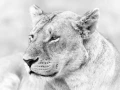 Lionne dans le Masaï Mar au Kenya. Photo en noir et blanc.