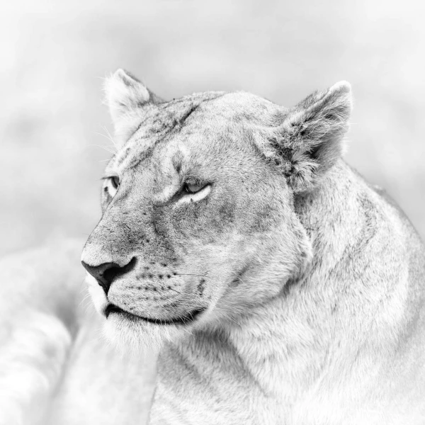 Lionne dans le Masaï Mar au Kenya. Photo en noir et blanc.