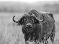 Buffle dans le Masaï Mar au Kenya. Photo en noir et blanc.