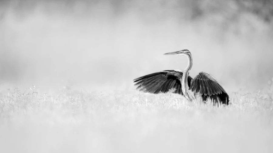Héron pourpré dans un étang de la Dombes en France. Photo en 