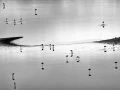 Flamants roses sur le lac Magadi au Kenya. Photo en noir et blan