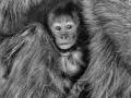 Young gelada huddled against his mother Simien Ethiopia in black