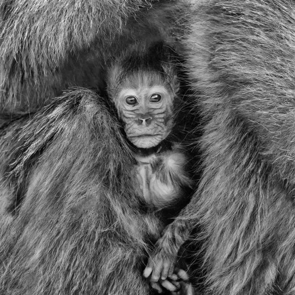 Young gelada huddled against his mother Simien Ethiopia in black