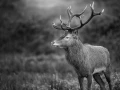 Cerf élaphe (cerf rouge) en bois sec dans une prairie pendant l