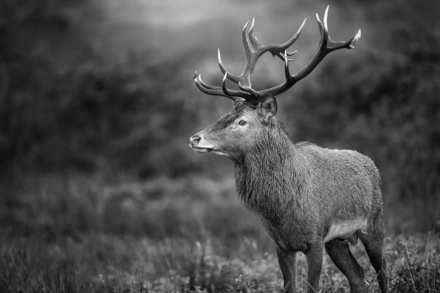 Cerf élaphe (cerf rouge) en bois sec dans une prairie pendant l