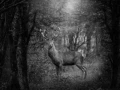 Cerf élaphe (cerf rouge) en bois sec dans un sous-bois pendant 