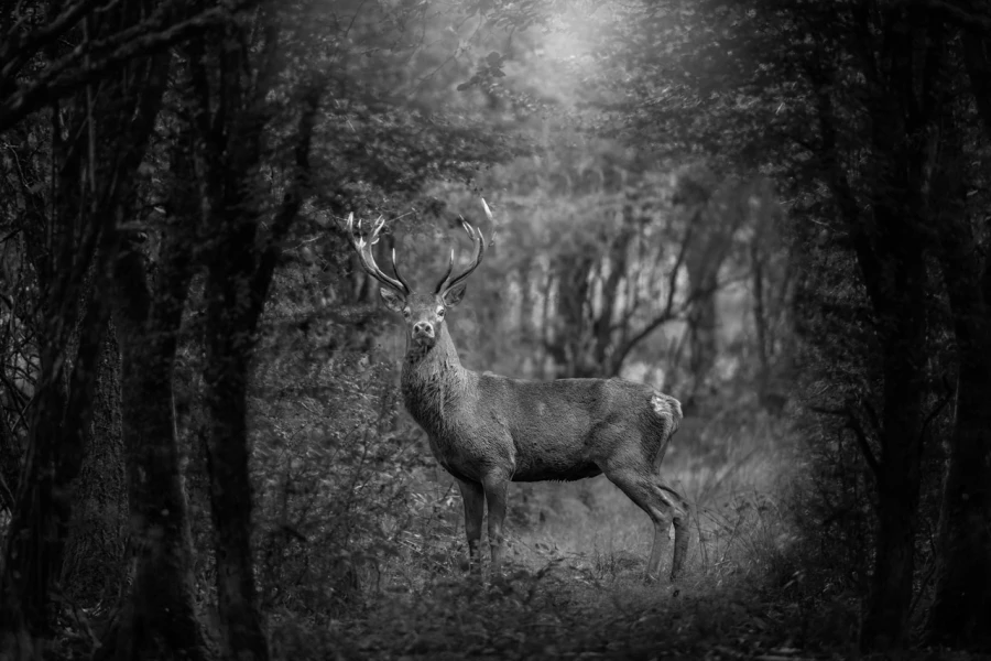 Red deer stag during the rut season in France in black and white