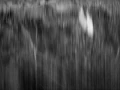 Illusion in BW II