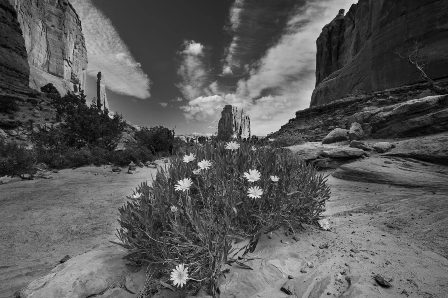 Paysage du parc national des Arches dans l'Utah aux Etats-unis.