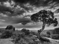 Paysage de Black Canyon avec l'arbre que tout le monde aime dans
