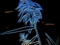 08 pond edges in fusion