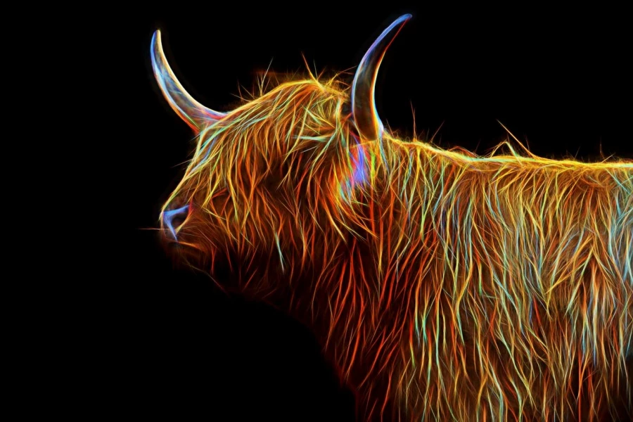 06 highland cow hairy coo in fusion scotland