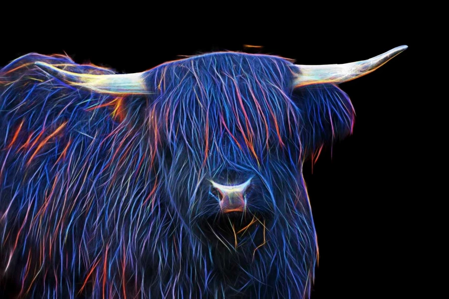 08 highland cow hairy coo in fusion scotland