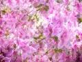 06 tulips azaleas in impression style