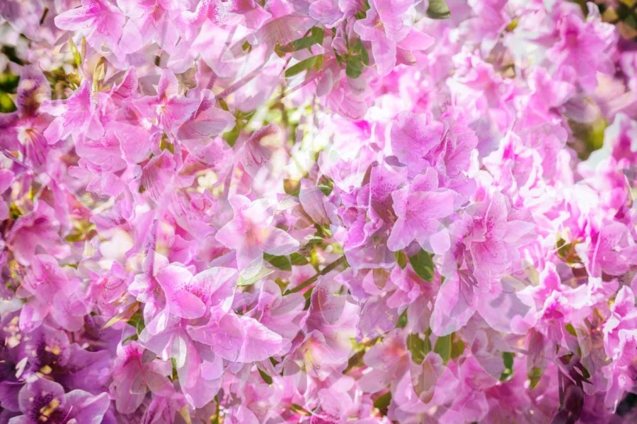 06 tulips azaleas in impression style