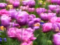 10 tulips azaleas in impression style