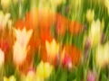 11 tulips azaleas in impression style