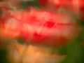12 tulips azaleas in impression style