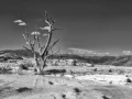 19 landscape yellowstone in black and white