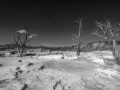 20 landscape yellowstone in black and white