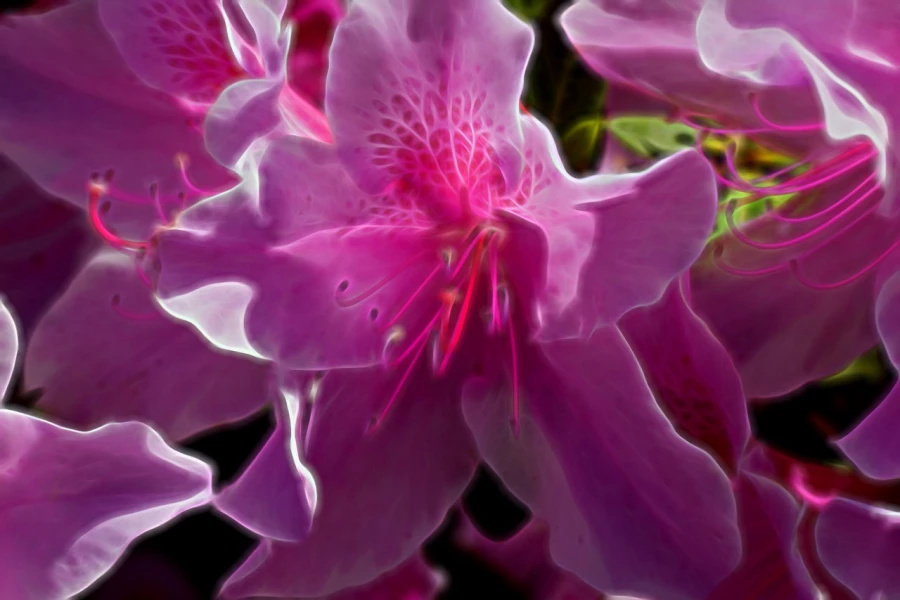 06 tulips azaleas in color