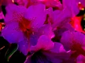 07 tulips azaleas in color