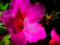 08 tulips azaleas in color