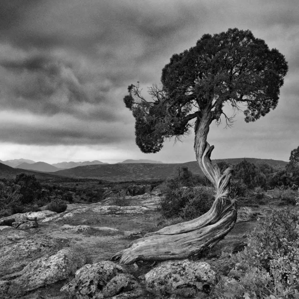 03 tree in black and white
