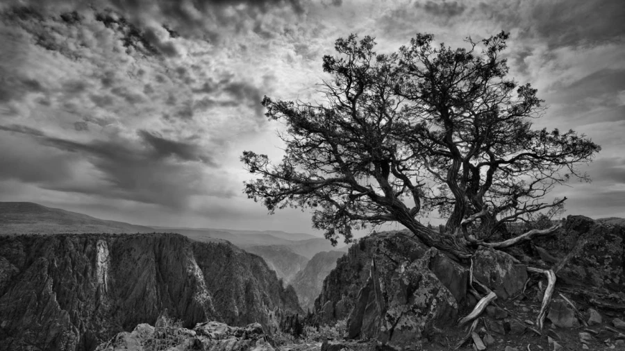06 tree in black and white