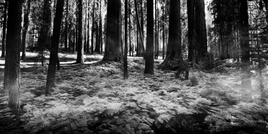 09 tree in black and white