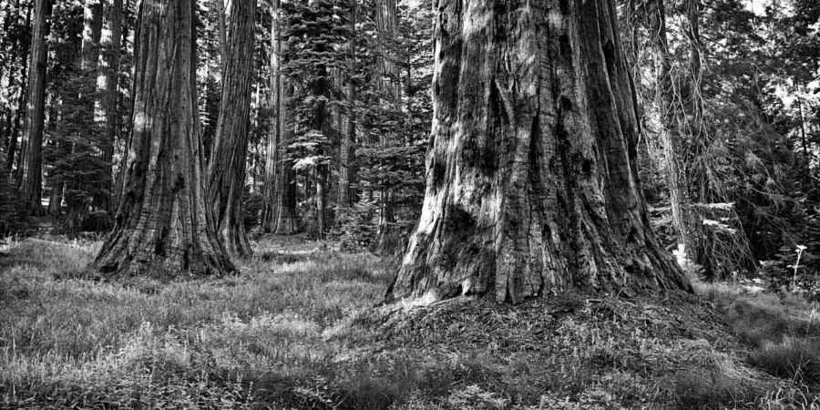 10 tree in black and white