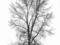 15 tree in black and white